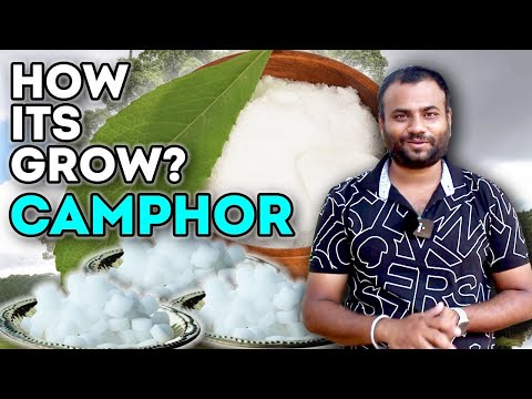 How does it grow Camphor ? || कपूर कैसे बनता है ? || Farming