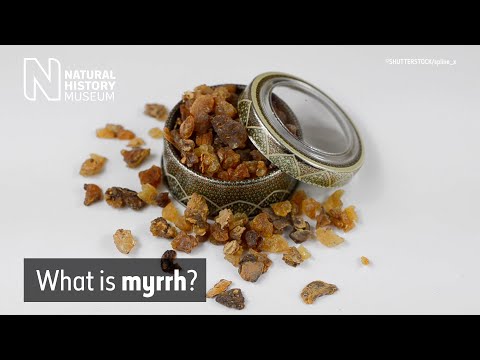What is myrrh? | Natural History