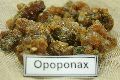 OPOPONAX ( BIG GUM MYRRH )