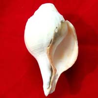 Shankha